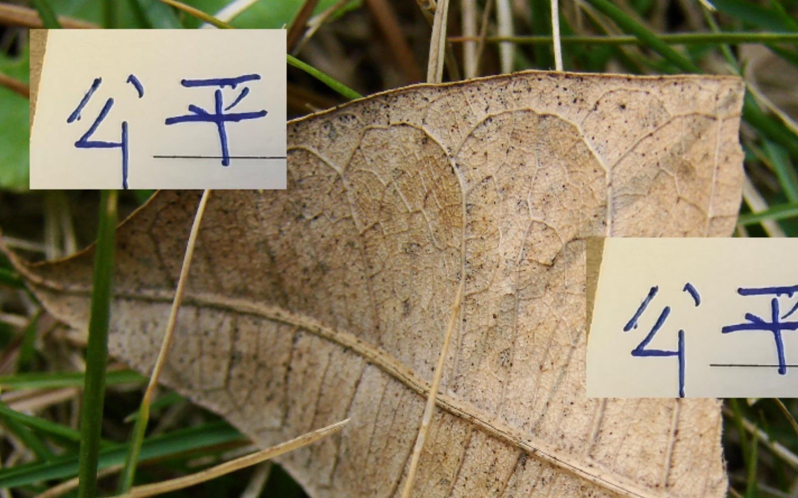 这真没想到！亚军河南没颁奖拿牌！公平竞赛奖给申花