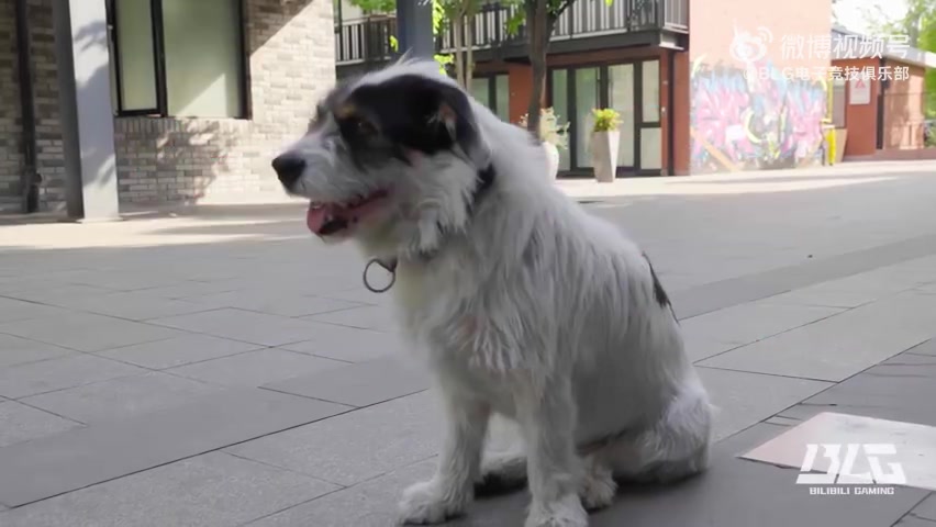 彻底无了BLG长达5分钟的赛事Vlog没有Wei的镜头