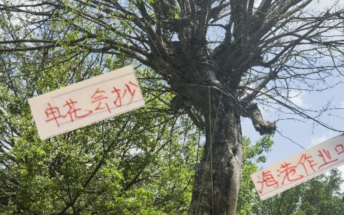 明年申花会抄海港古斯塔沃的作业吗冷处理法国外援阿马杜