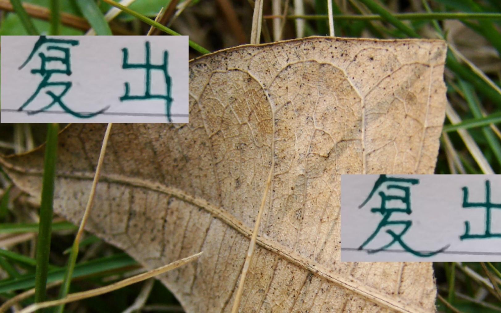 申花米神都伤愈复出北京国安欧冠红星队长还剩4场比赛能打吗