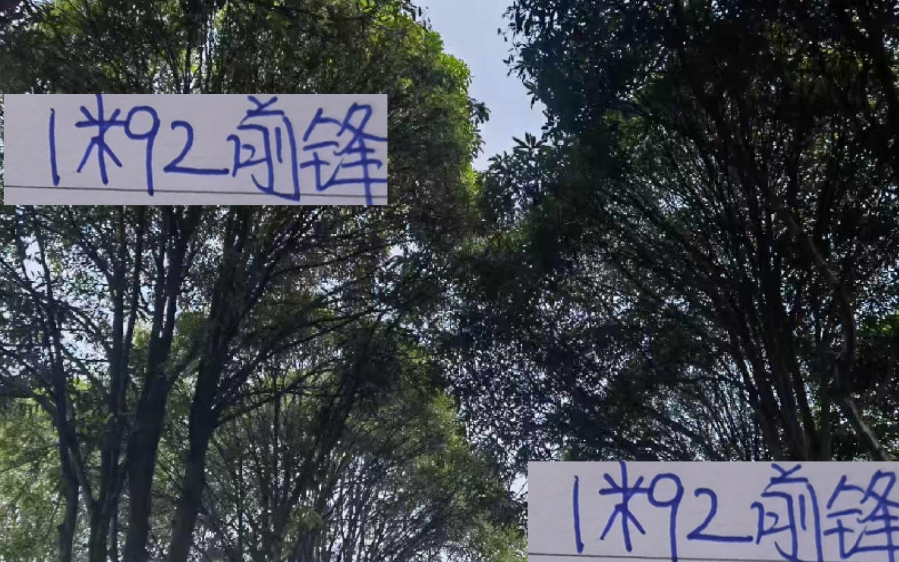 海牛1米92前锋刚踢12场进球就跟前申花名宿马莱莱进球一样多了