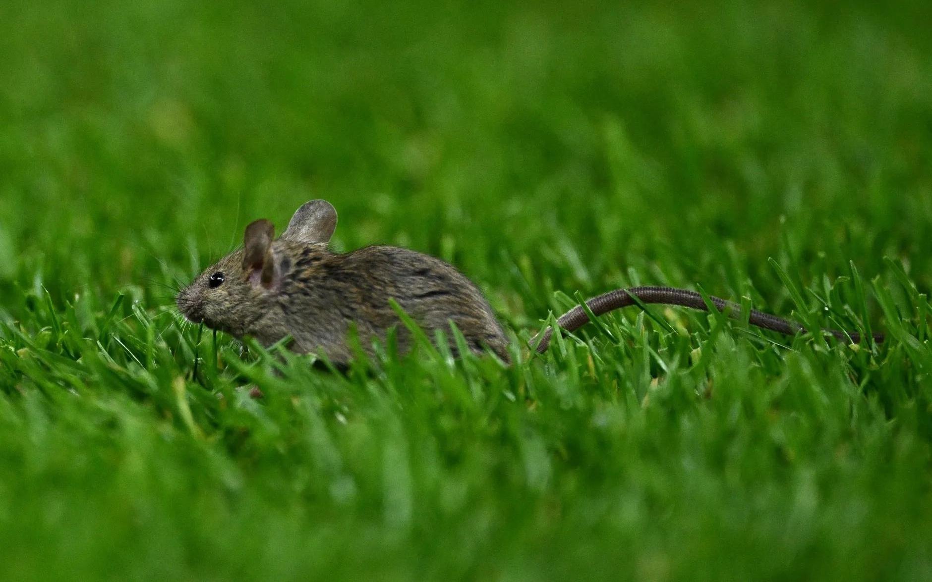 黑猫抓耗子,桑德兰球迷晒照表示在老特拉福德观赛时抓到了活老鼠