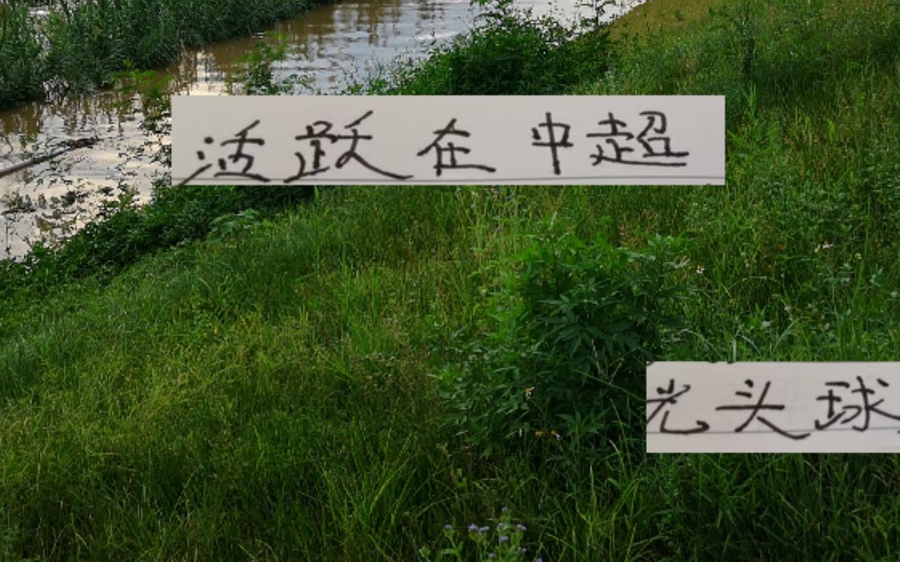 得光头得天下！活跃在中超的光头球星+海港教练谁才是你挚爱