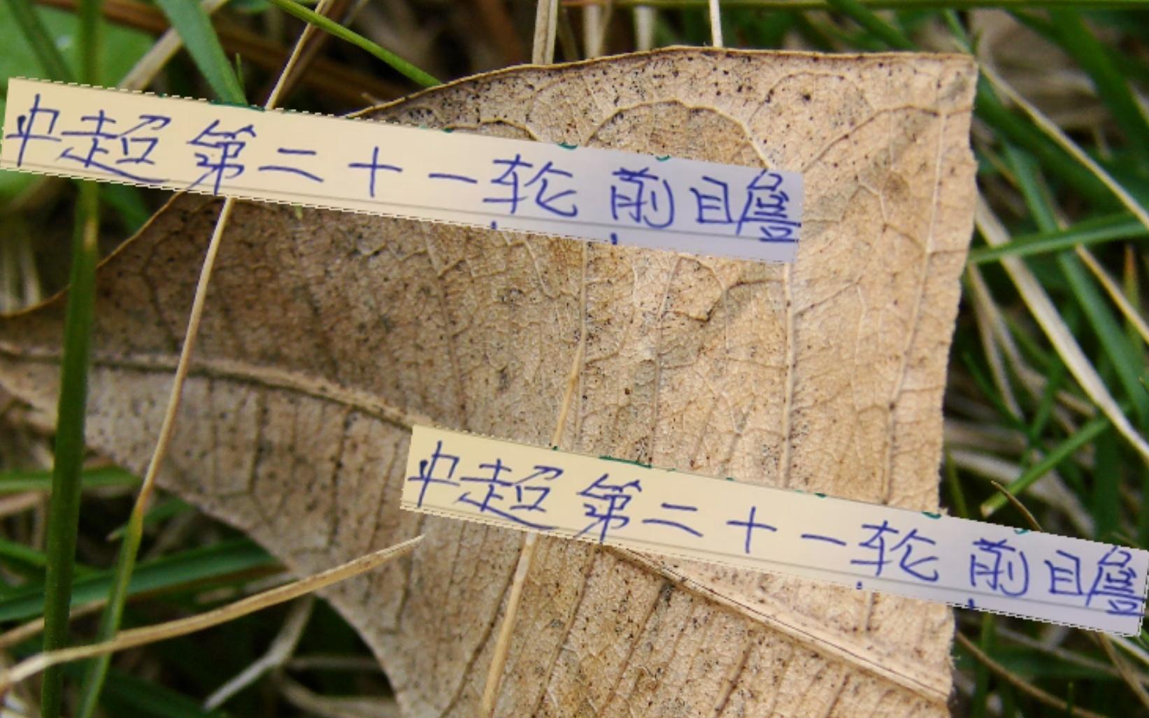 中超第21轮前瞻罗马尼亚闪电能破申花七星阵吗