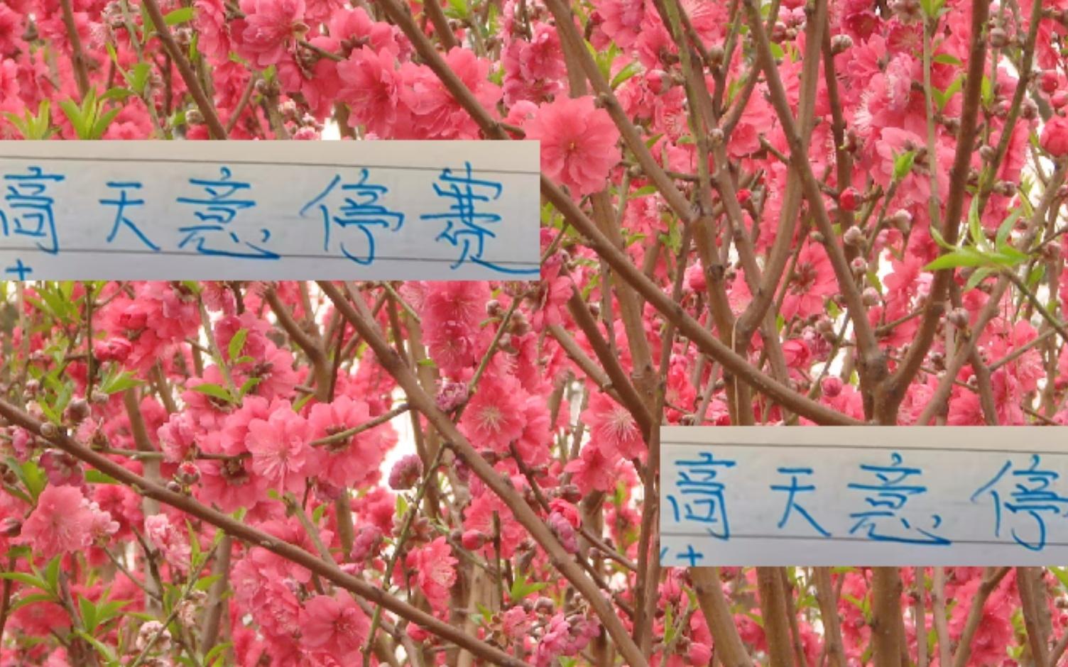 申花好消息！高天意依然是助攻榜一大哥坏消息打山东他停赛